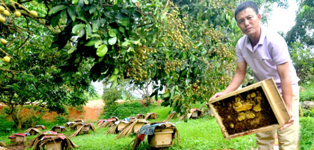 Hợp tác xã dịch vụ sản xuất nông nghiệp Hùng Hậu